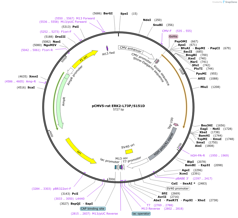 40819-plasmid-map-sequence-id-361438