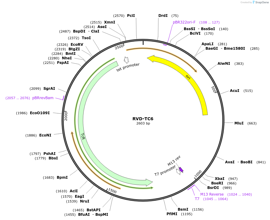 173397-plasmid-map-sequence-id-361439