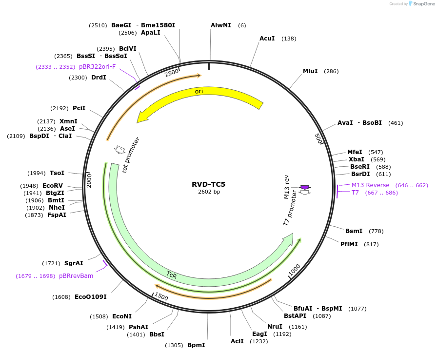 173396-plasmid-map-sequence-id-361441