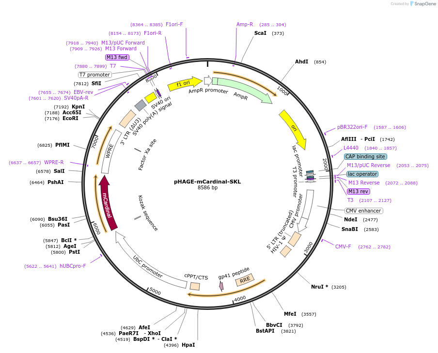 183728-plasmid-map-sequence-id-361444