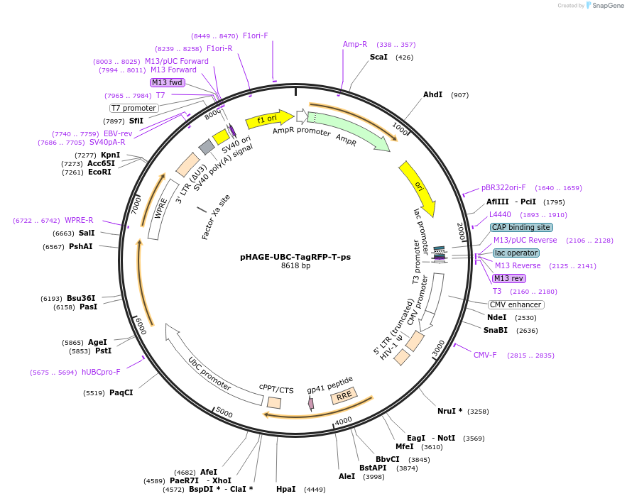 178656-plasmid-map-sequence-id-361445