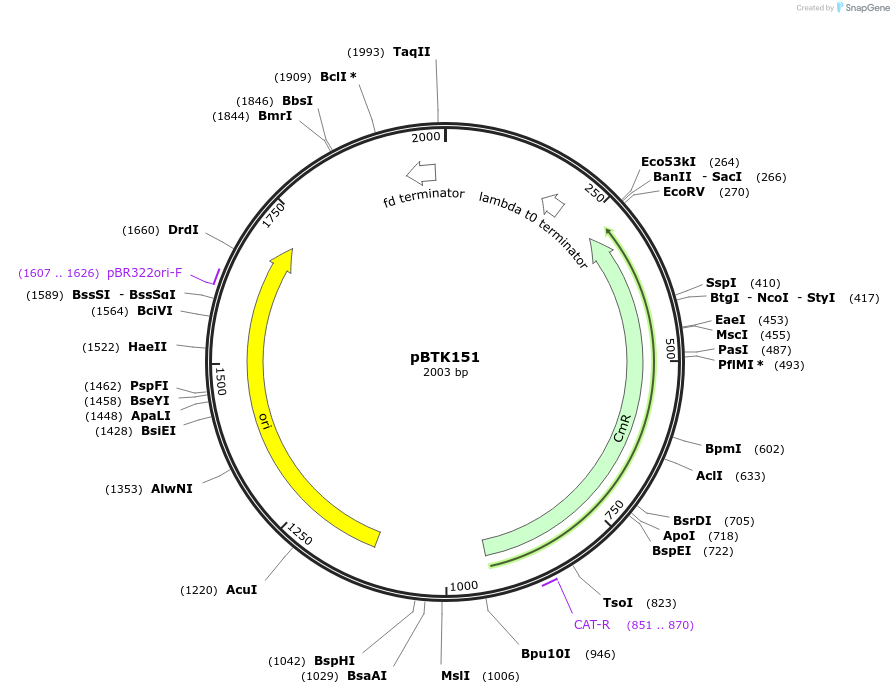 183127-plasmid-map-sequence-id-361449
