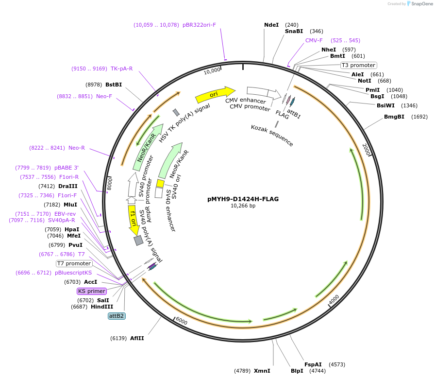 183513-plasmid-map-sequence-id-361457