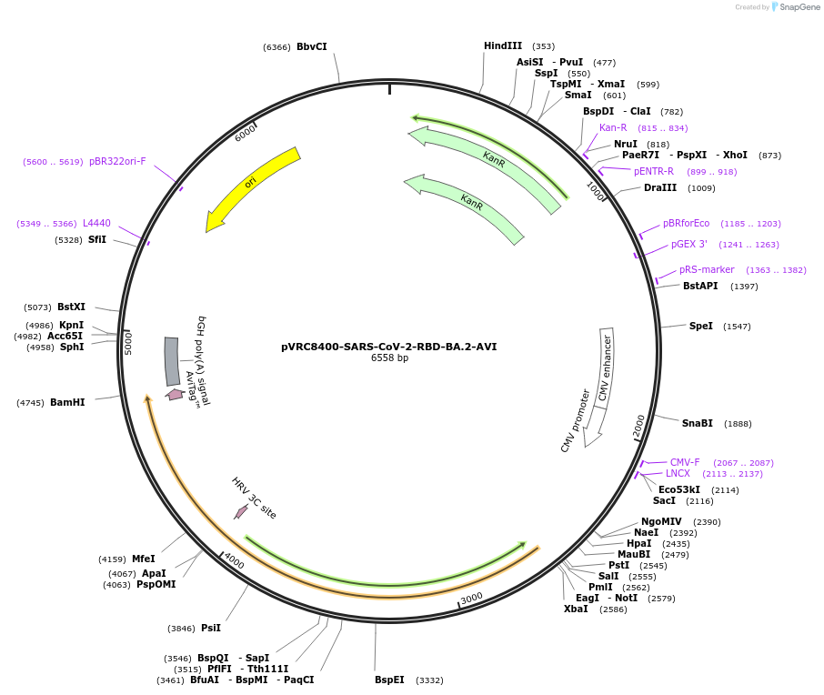 184533-plasmid-map-sequence-id-361466