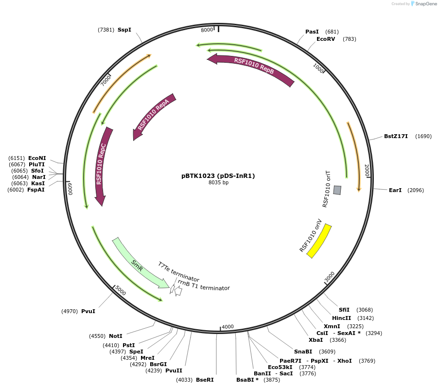 183130-plasmid-map-sequence-id-361470