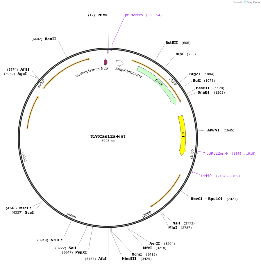 182384-plasmid-map-sequence-id-361472