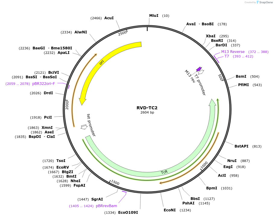 173393-plasmid-map-sequence-id-361479