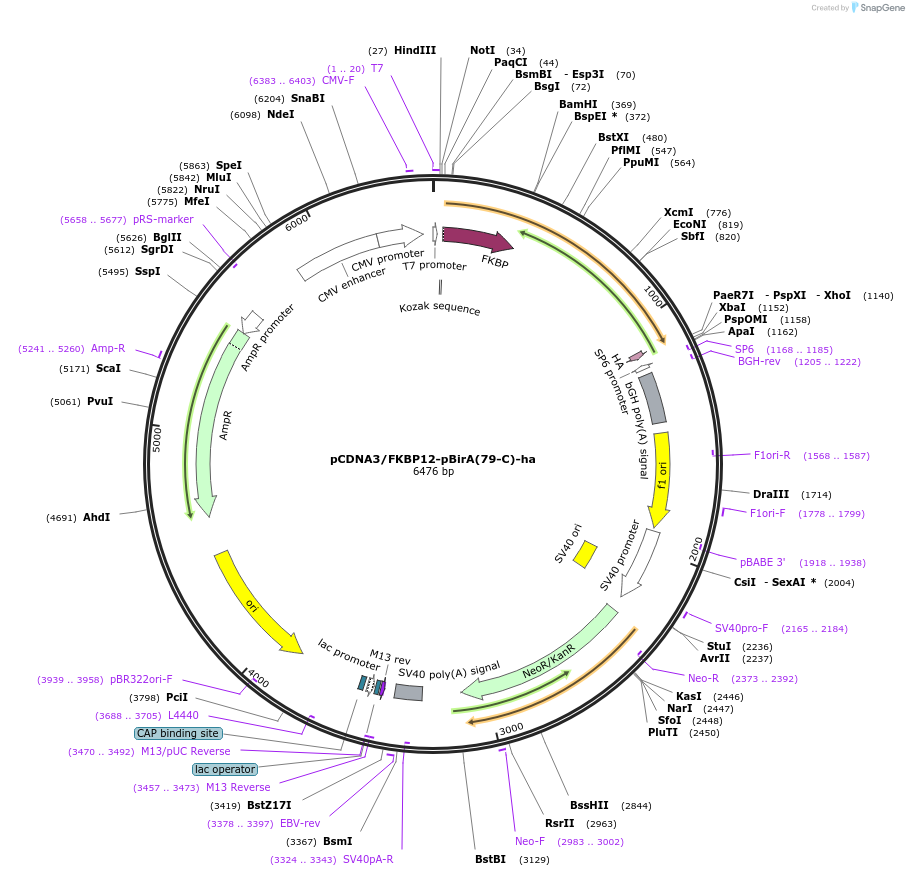 154449-plasmid-map-sequence-id-361482