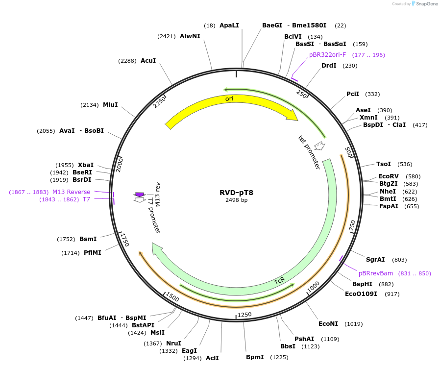 173391-plasmid-map-sequence-id-361492