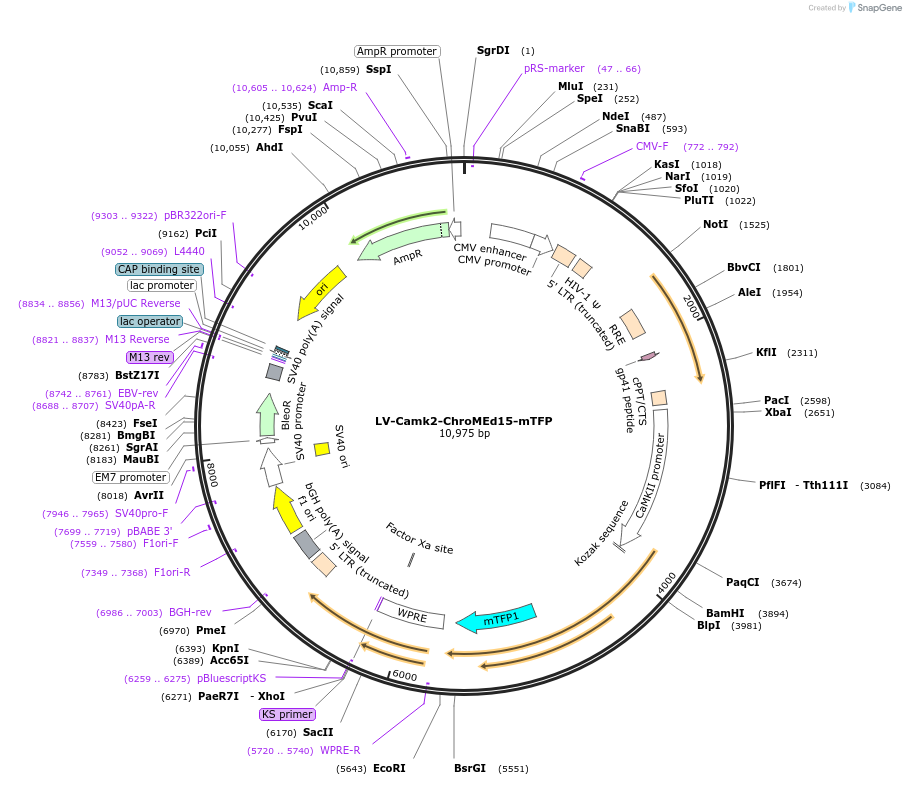 184240-plasmid-map-sequence-id-361515