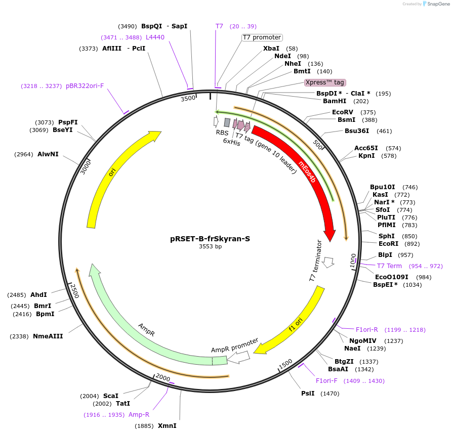 182209-plasmid-map-sequence-id-361519