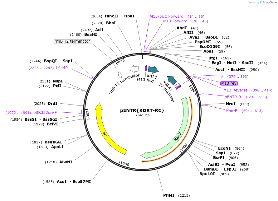 182166-plasmid-map-sequence-id-361523