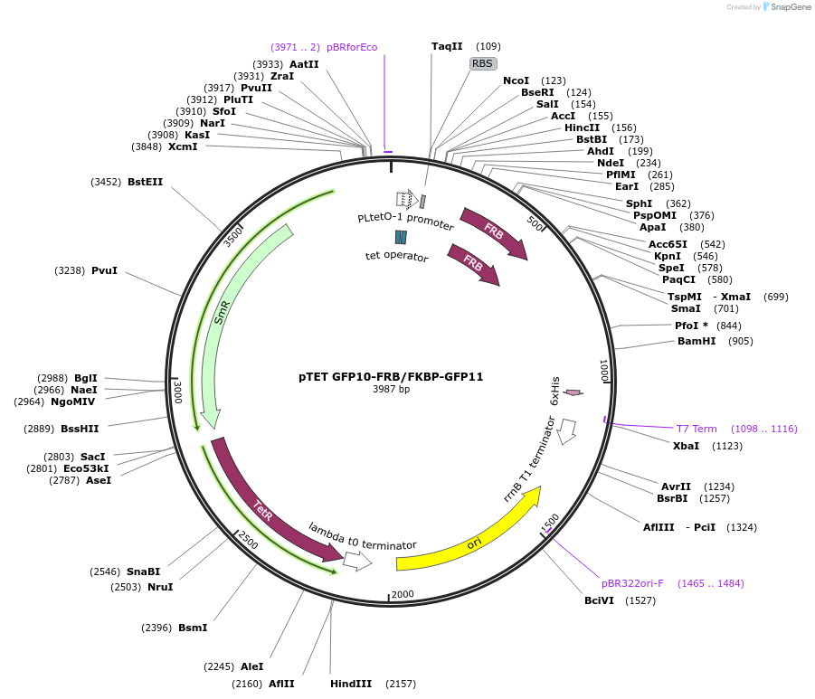 182497-plasmid-map-sequence-id-361532