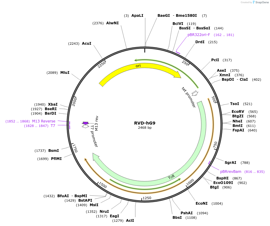 173367-plasmid-map-sequence-id-361539