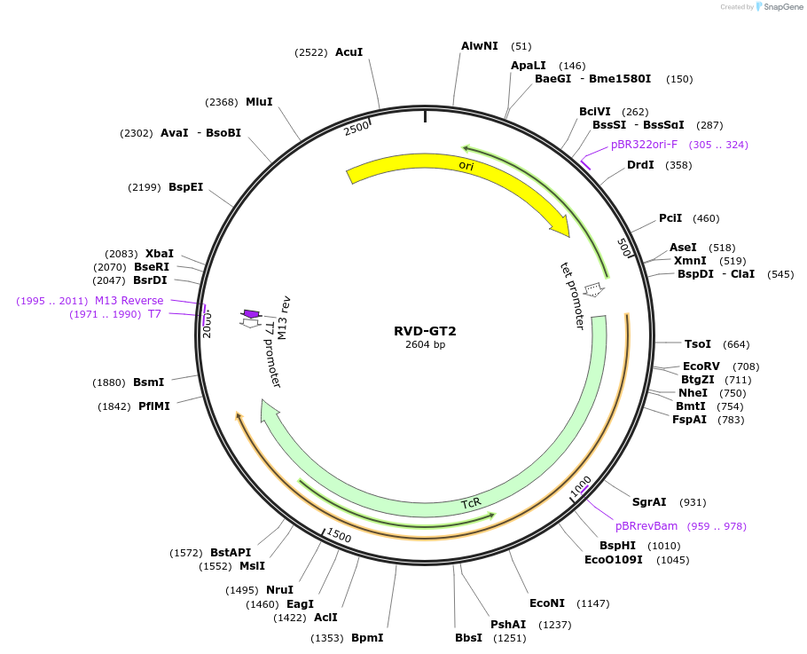 173369-plasmid-map-sequence-id-361542