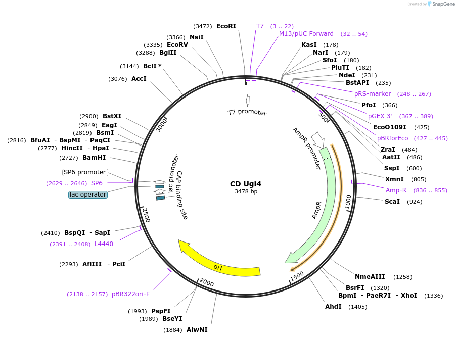 177196-plasmid-map-sequence-id-361546