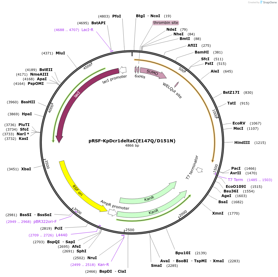 32024-plasmid-map-sequence-id-36155
