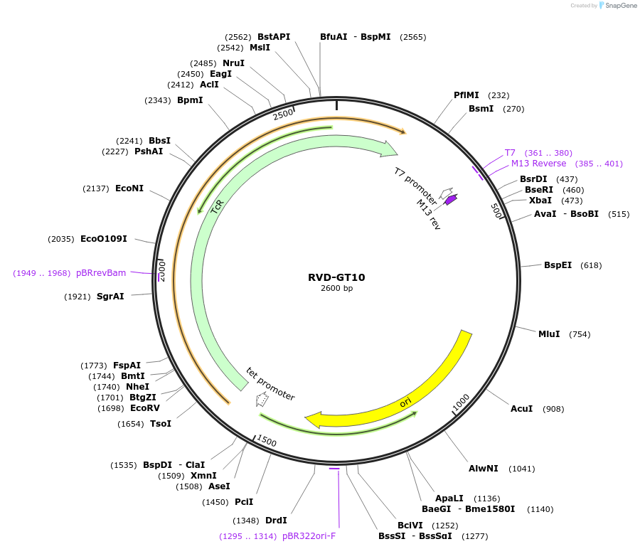 173377-plasmid-map-sequence-id-361555