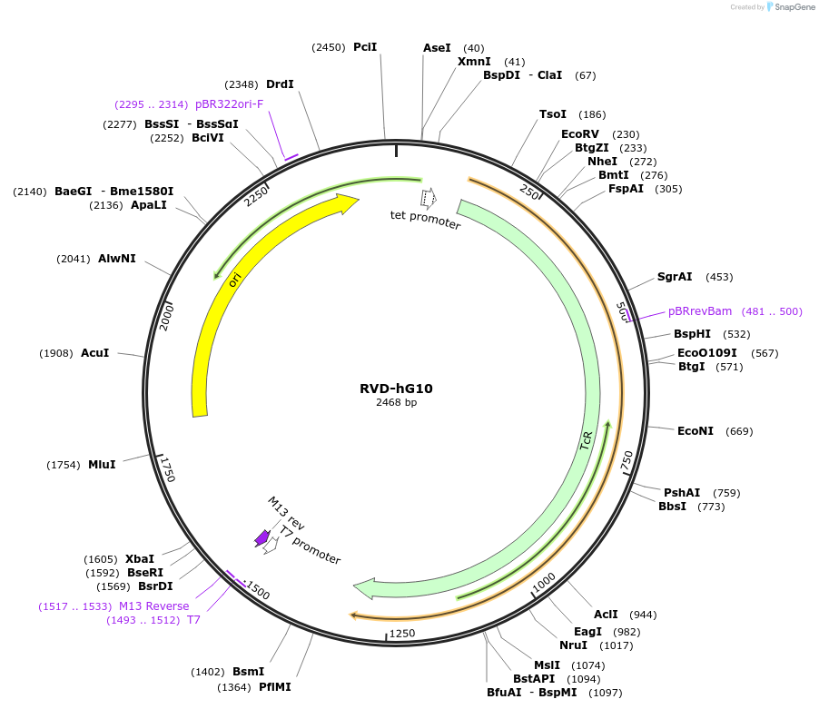 173378-plasmid-map-sequence-id-361556