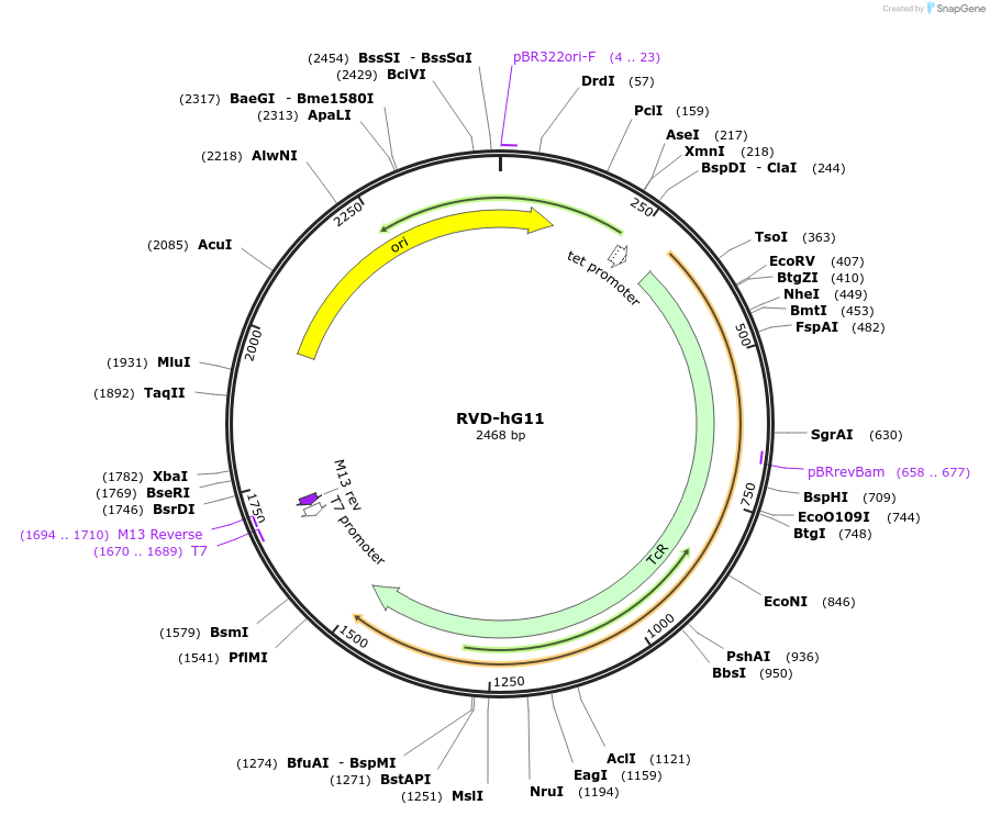173379-plasmid-map-sequence-id-361558