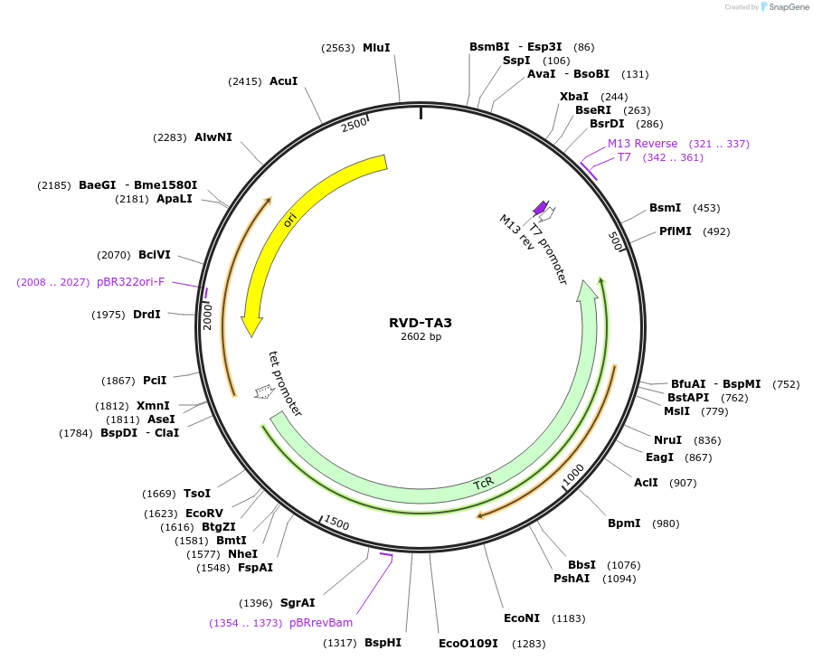 173382-plasmid-map-sequence-id-361563
