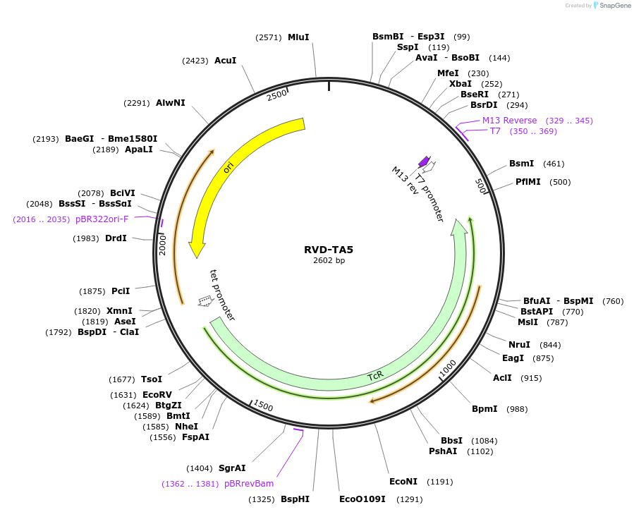 173384-plasmid-map-sequence-id-361566