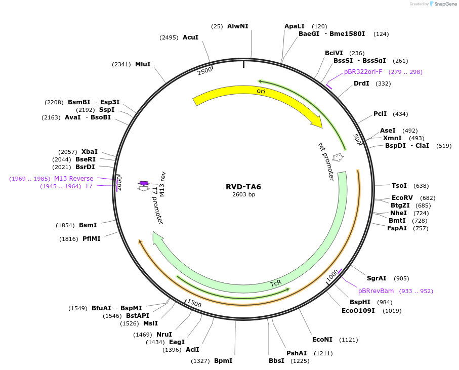 173385-plasmid-map-sequence-id-361567