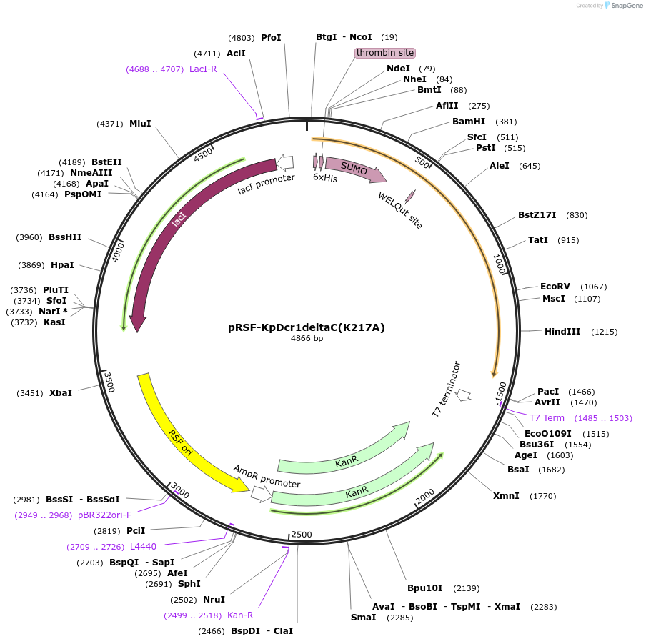 32026-plasmid-map-sequence-id-36157