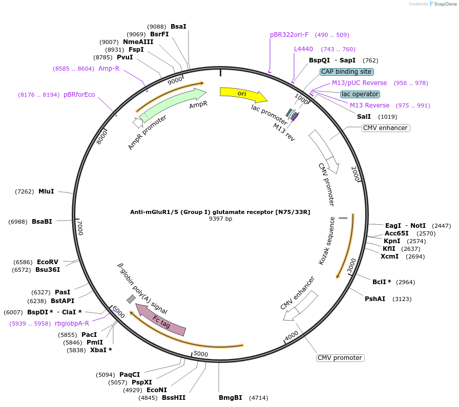 177570-plasmid-map-sequence-id-361578