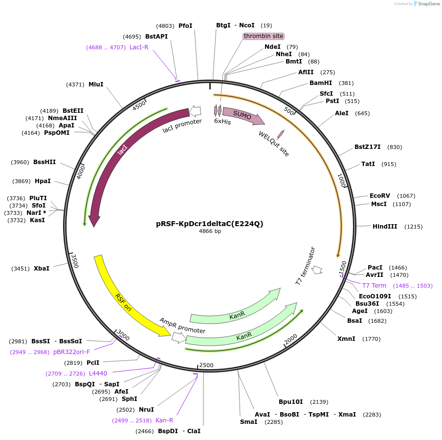 32027-plasmid-map-sequence-id-36158
