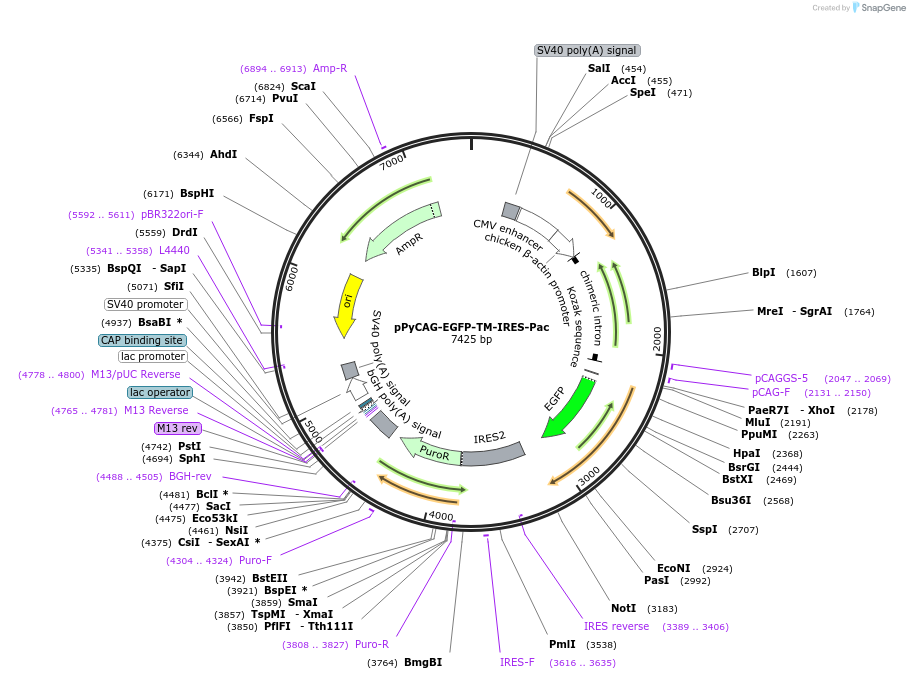 183603-plasmid-map-sequence-id-361589