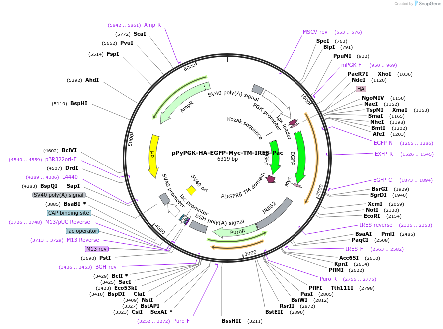 183606-plasmid-map-sequence-id-361592
