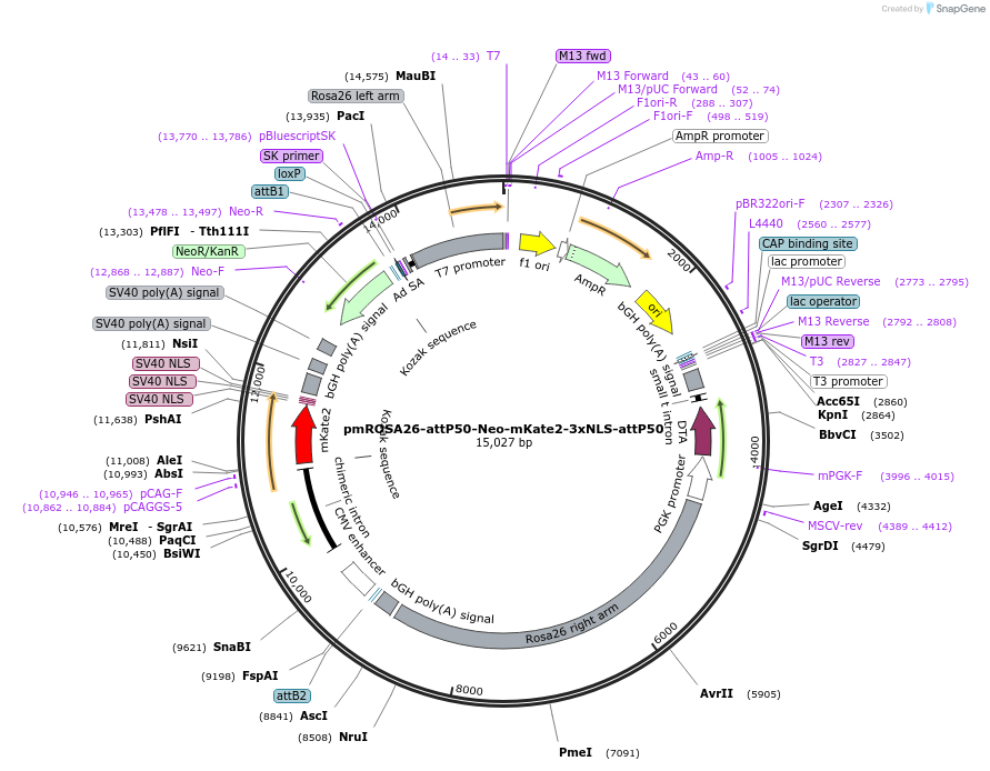183609-plasmid-map-sequence-id-361597