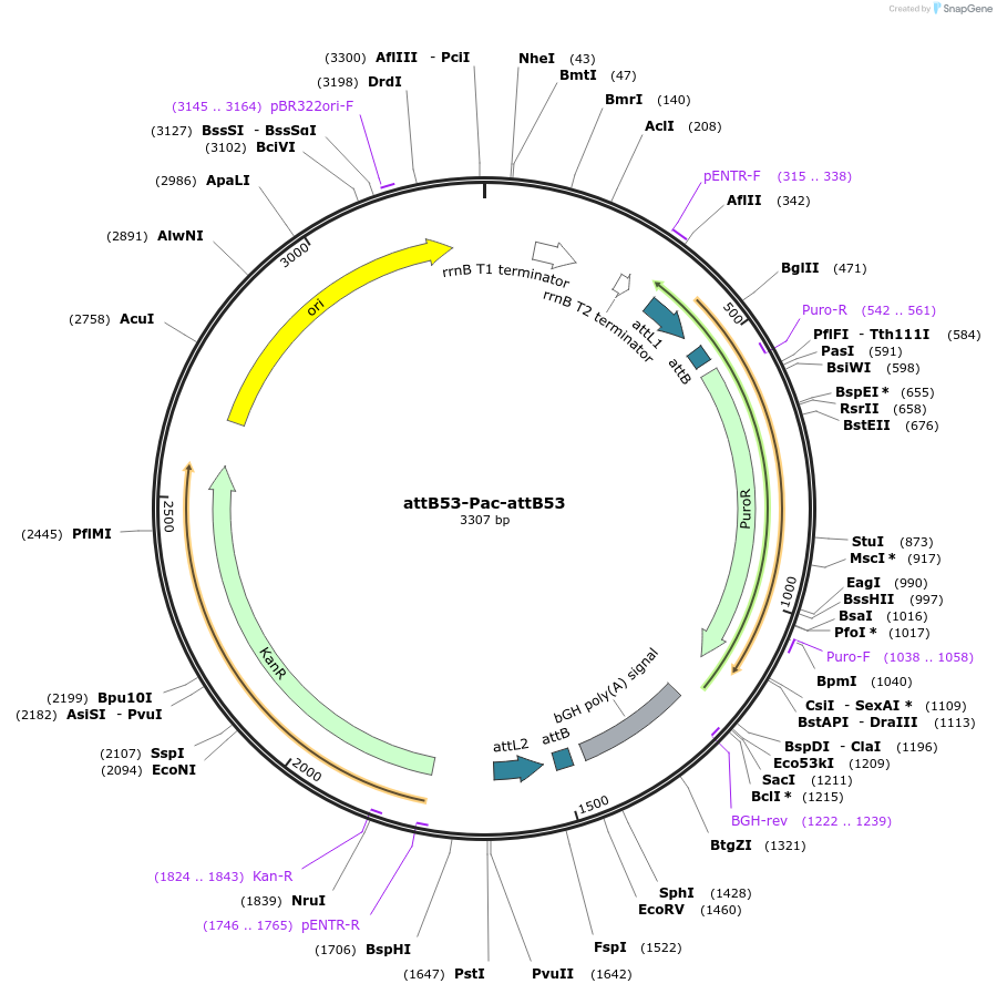 183610-plasmid-map-sequence-id-361598