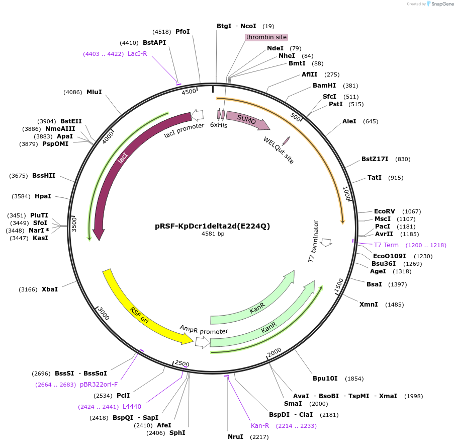 32029-plasmid-map-sequence-id-36160