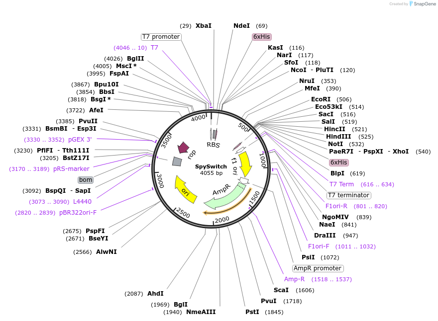 184225-plasmid-map-sequence-id-361604