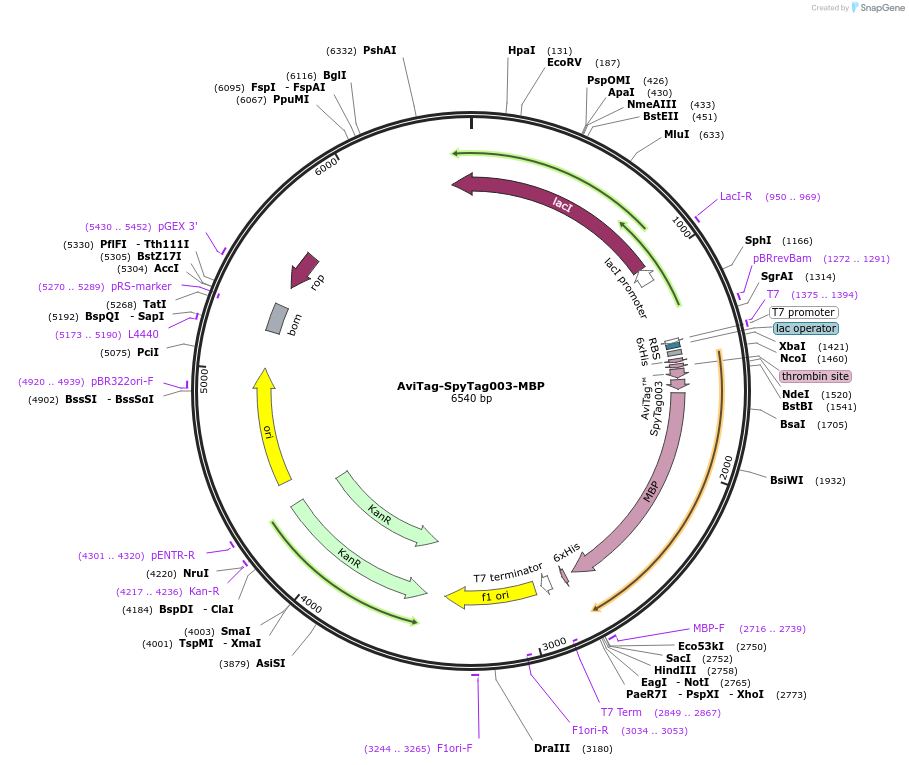 184227-plasmid-map-sequence-id-361606