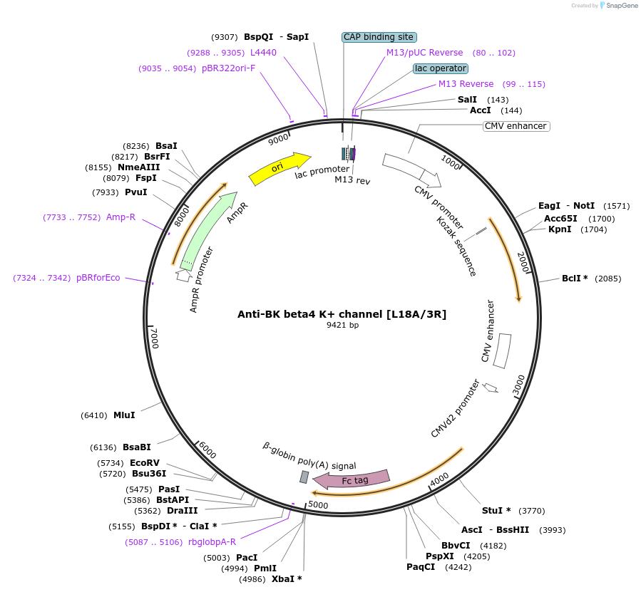 149454-plasmid-map-sequence-id-361608