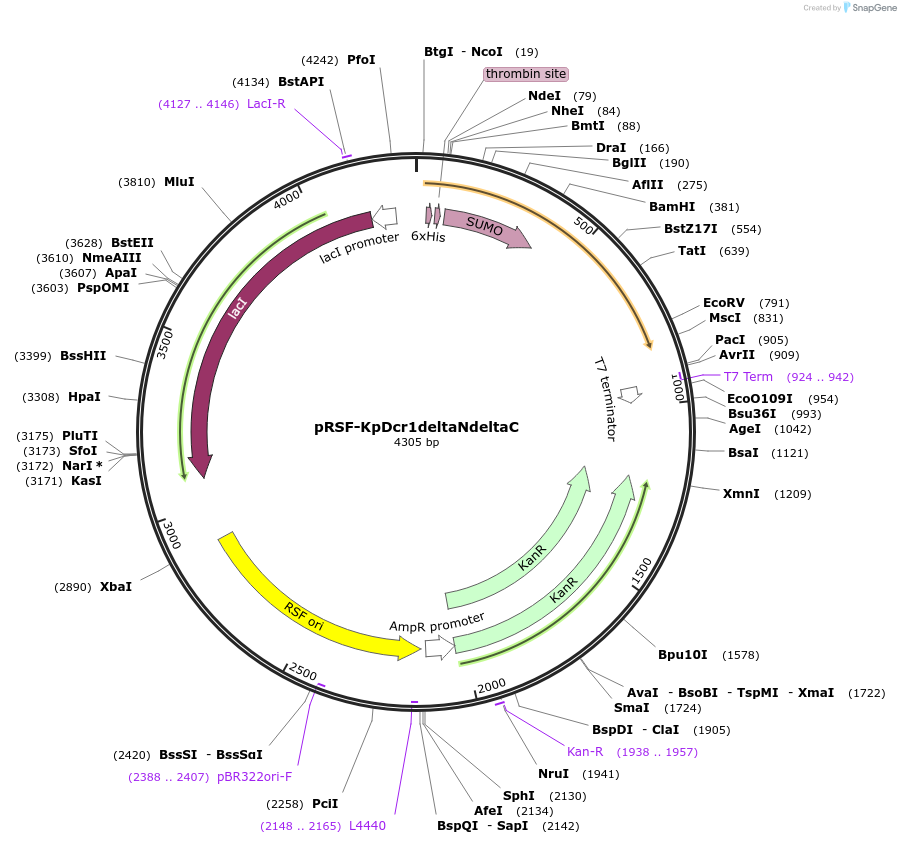32030-plasmid-map-sequence-id-36161