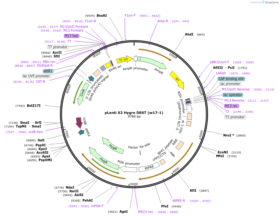 17295-plasmid-map-sequence-id-361611