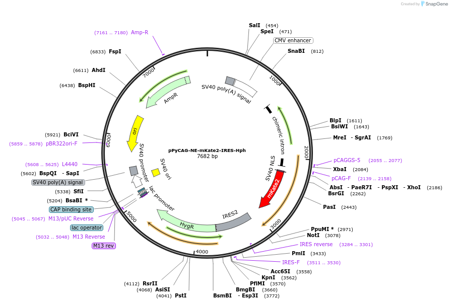 183616-plasmid-map-sequence-id-361612