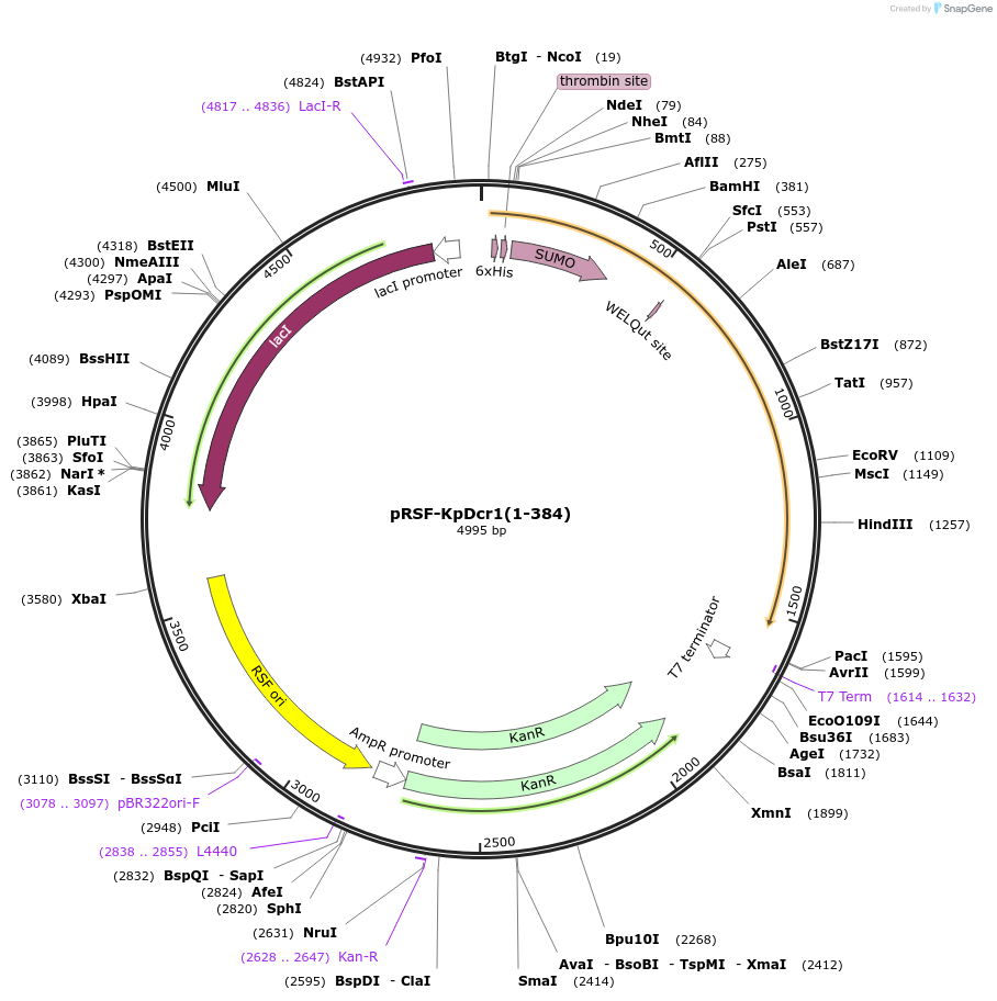 32031-plasmid-map-sequence-id-36162