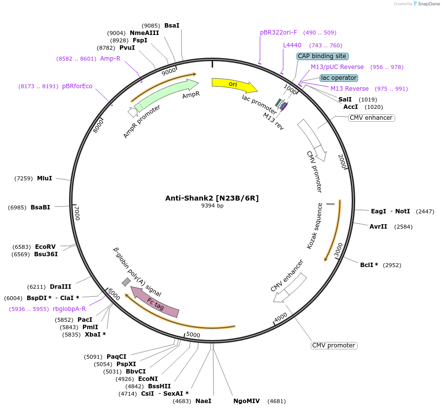 177519-plasmid-map-sequence-id-361623