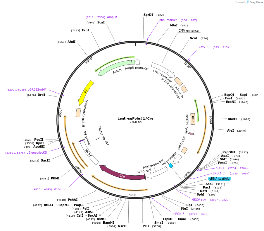 173609-plasmid-map-sequence-id-361629