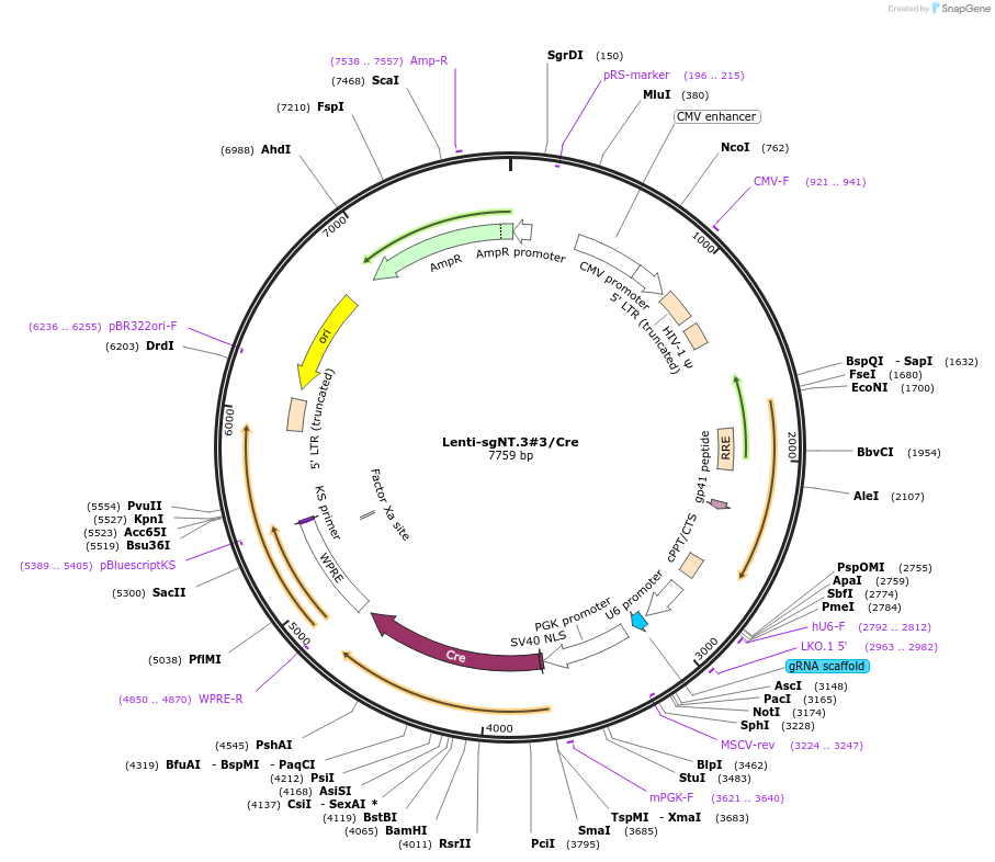 173662-plasmid-map-sequence-id-361632