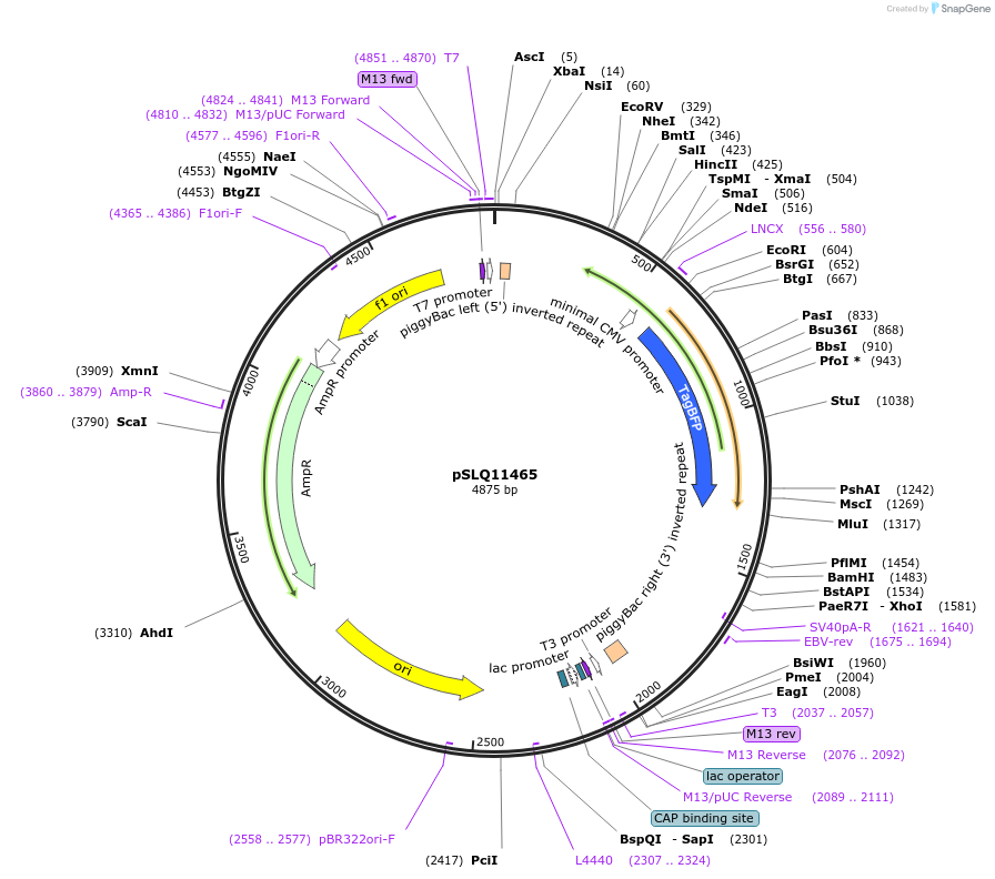 183623-plasmid-map-sequence-id-361633