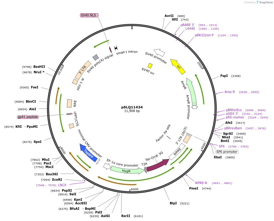183625-plasmid-map-sequence-id-361636