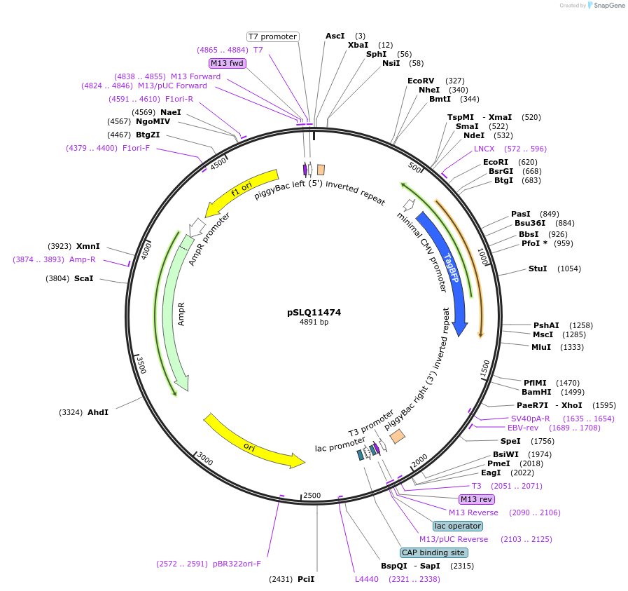 183624-plasmid-map-sequence-id-361639