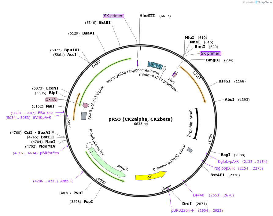27092-plasmid-map-sequence-id-361642