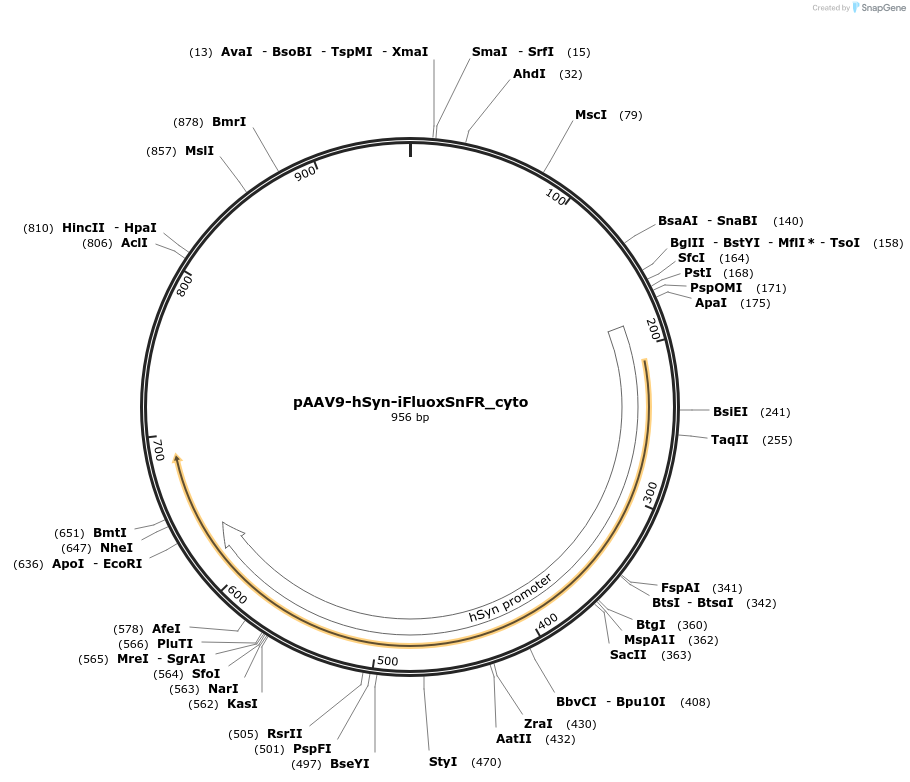 182823-plasmid-map-sequence-id-361650